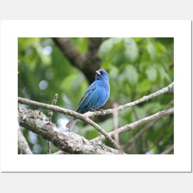 Indigo Bunting Wall Art by StormFroggo